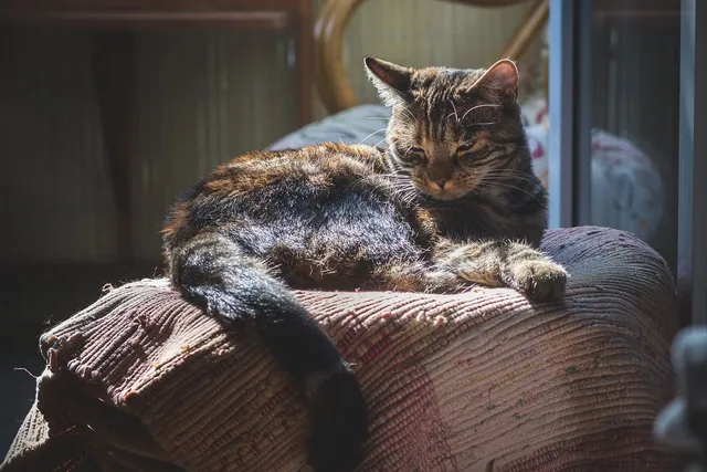 Why Do Cats Like Warm Things So Much? 6 Vet-Reviewed Reasons
