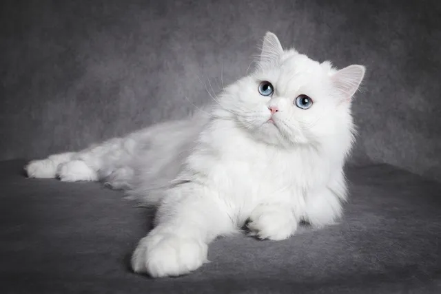 Do Deaf Cats Tend to Be More Affectionate? What You Need to Know!