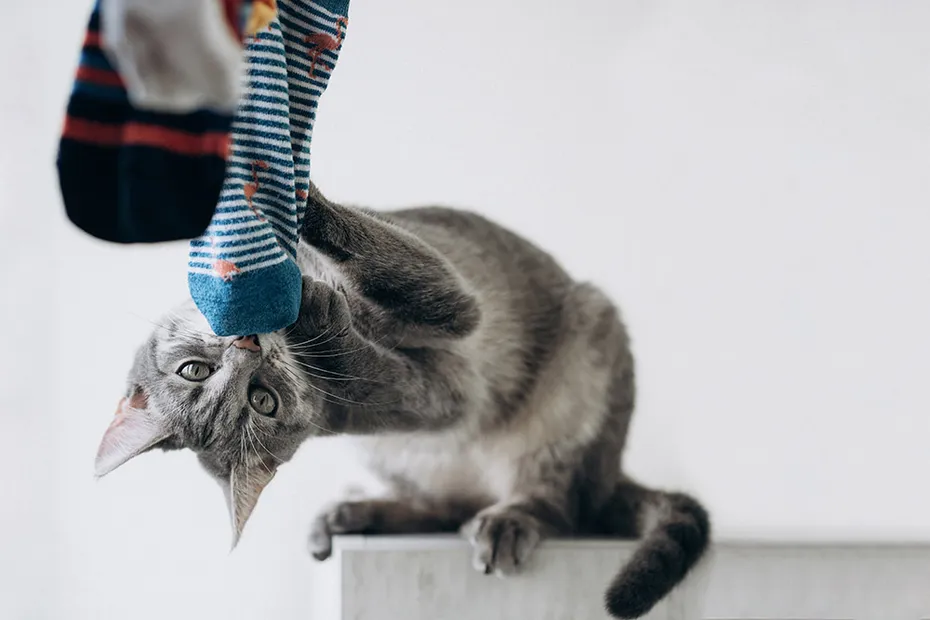 cute grey cat playing with sock