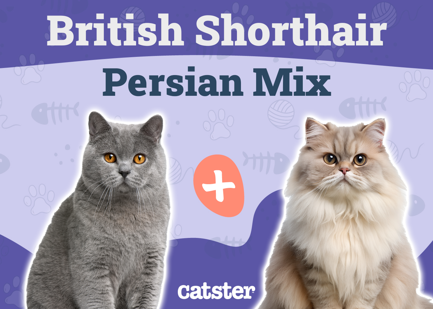 British Longhair Cat Breed