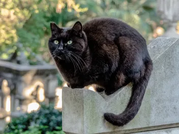 Black Cat Awareness Month: When Is It & How to Celebrate