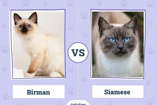 Birman vs Siamese Cat: Main Differences (With Pictures, Vet-Reviewed)