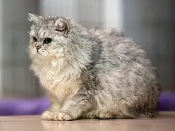 Selkirk Rex Cat Info: Pictures, Temperament & Traits