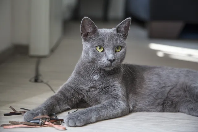 Can Cats Have ADHD? Our Vet Explains Feline Behavior