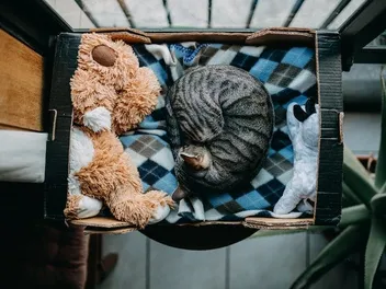 Why Does My Cat Bury Their Head? 7 Vet-Reviewed Reasons