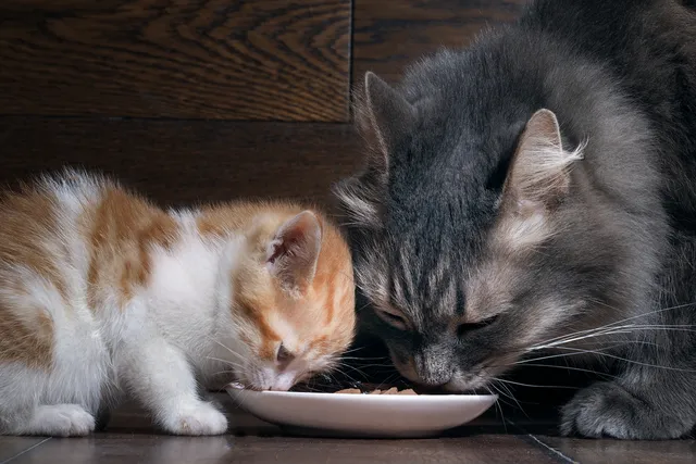 How to Keep Cats From Eating Each Other’s Food: 4 Vet-Approved Methods
