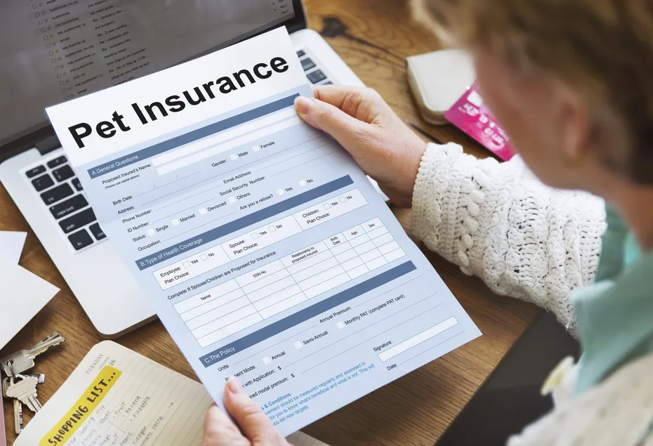 Pet Insurance Owner Puppy Safety Policy Animal Concept