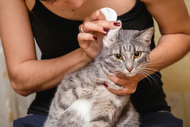 How Often Should You Clean Your Cat’s Ears? Vet Approved Facts & Step-by-Step Guide
