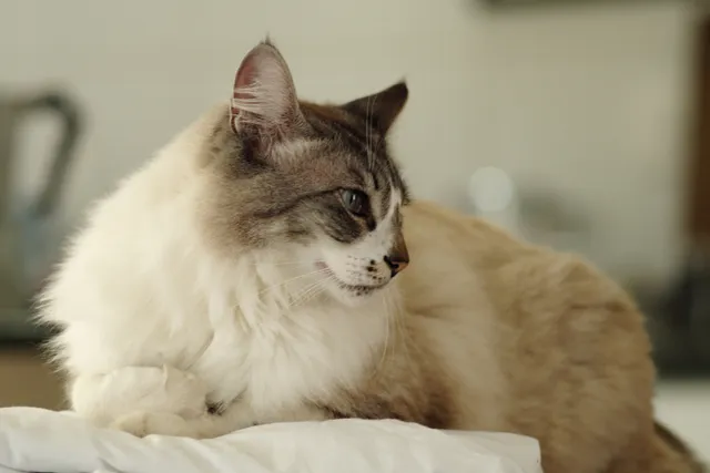 British Semi-Longhair Cat Breed Info: Pictures, Temperament & Traits