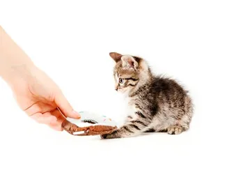 10 Ways to Train Your Kitten: Vet-Approved Tips