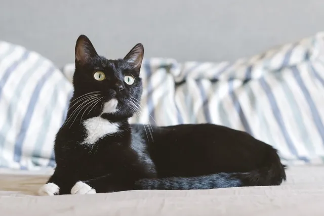 Why Do Cats Stare at Nothing? 4 Possible Reasons