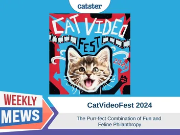 CatVideoFest: The Purr-fect Combination of Fun and Feline Philanthropy