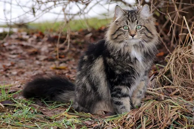 Norwegian Forest Cat Size Compared to Other Cats (With Pictures)