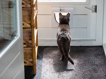 How to Keep Cats from Going Outside: 5 Vet-Approved Ways