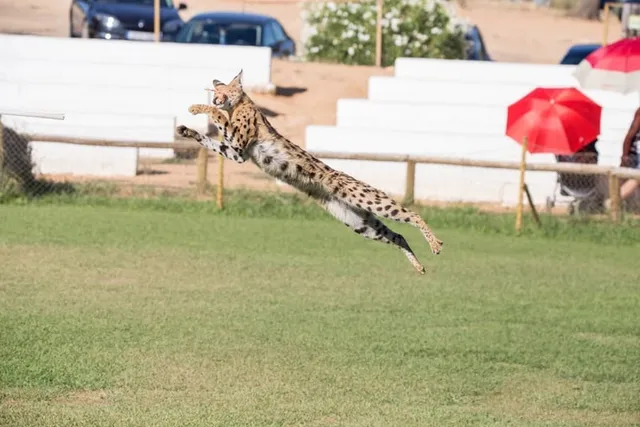 How High Can a Savannah Cat Jump? Vet-Verified Facts & Info
