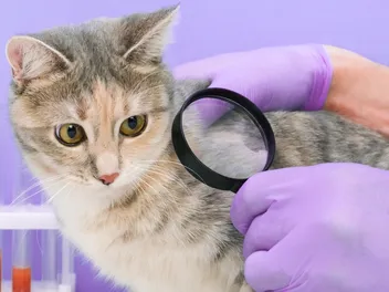 Say Goodbye to Fleas (and Hello to Happy Cats!)
