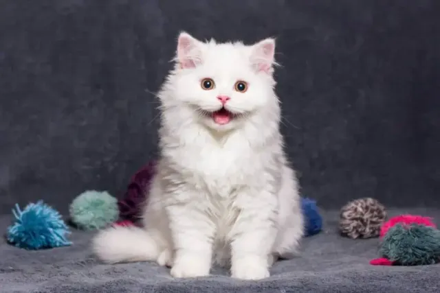 Is Your Cat Happy? Here’s How You Can Tell