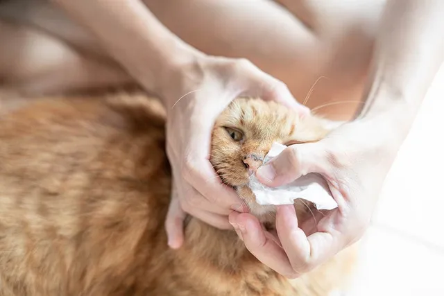 How to Clean a Cat’s Nose: Vet Approved Step-By-Step Guide
