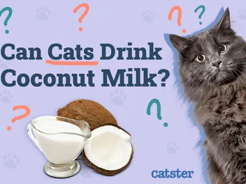 Can Cats Drink Coconut Milk? Vet Approved Facts & FAQ