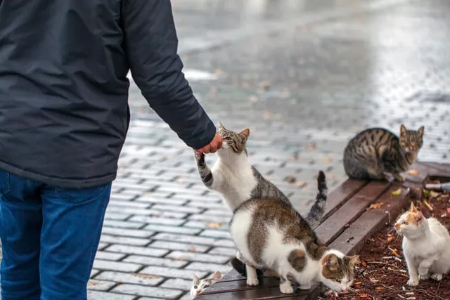 Global Cat Day 2026: How to Join the Celebrations