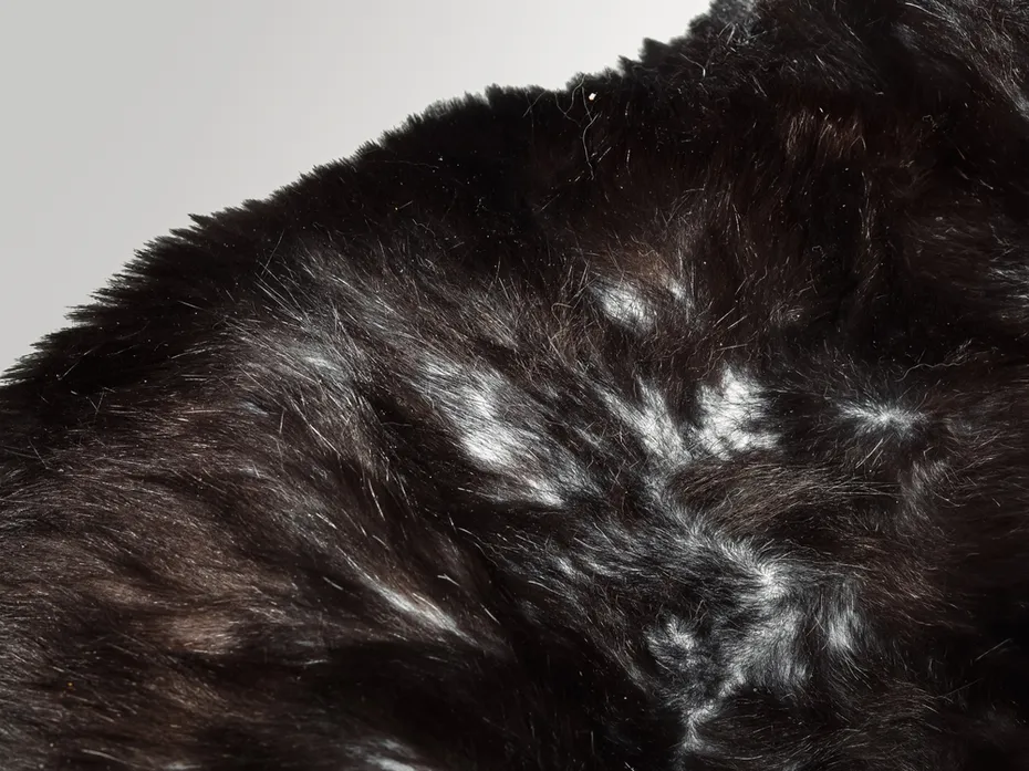 cat with bald spots and thinning fur