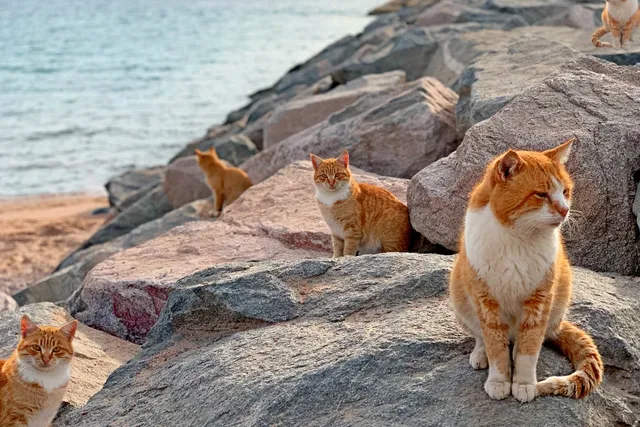 How Many Cats Are There on the Planet? What the Stats Say