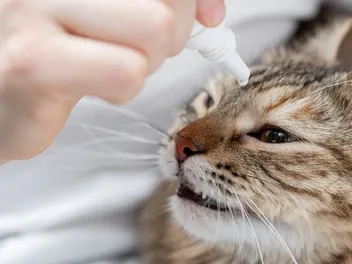 5 Vet-Reviewed Tips on How to Use Cat Eye Drops (Without Getting Scratched)
