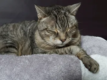Signs an Older Cat is in Pain: 8 Vet-Reviewed Indications