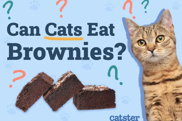 Can Cats Eat Brownies? Vet-Reviewed Facts & FAQ