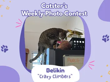 Catster’s Weekly Photo Contest Winners: Crazy Climbers (March 19, 2026)
