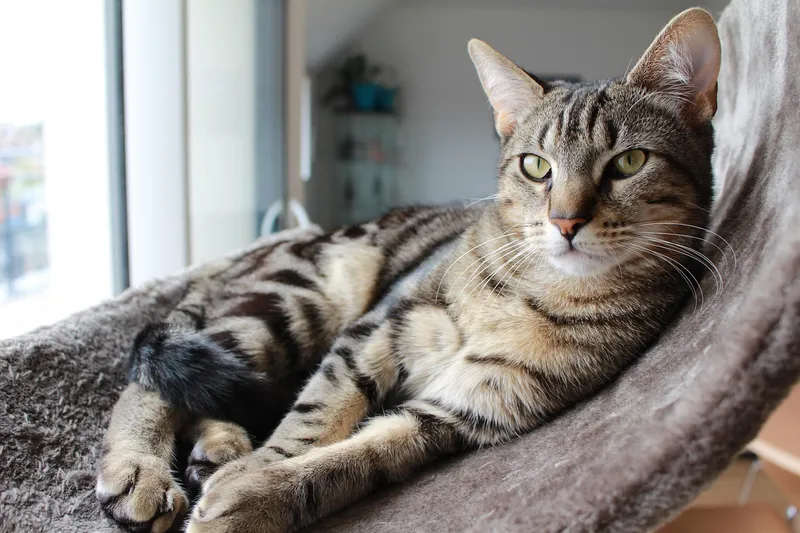 shorthaired cat lying at home
