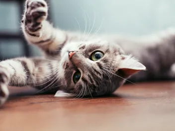 11 Fascinating Facts About Grey Tabby Cats (With Pictures)