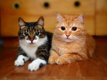 Do Cats Make Friends With Other Cats? Vet-Reviewed Feline Social Behavior