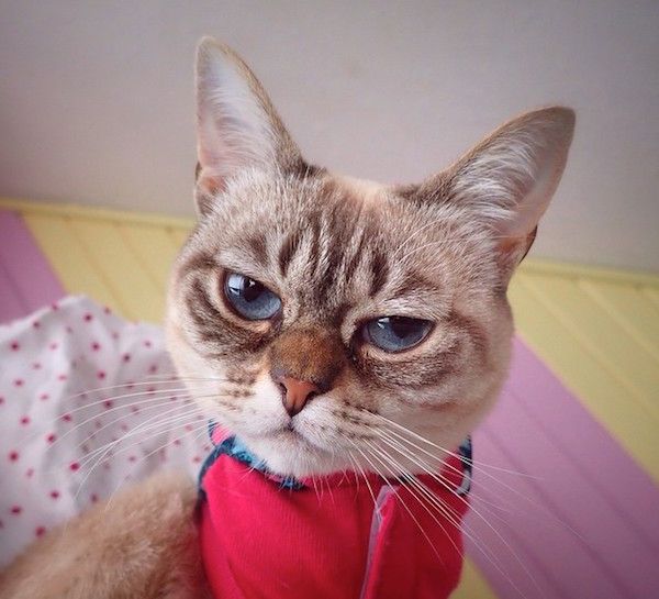 Meet Sauerkraut, the Internet's New Favorite Grumpy Face Kitty