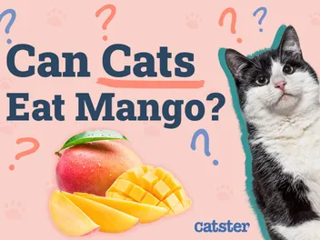 Can Cats Eat Mango? Vet Reviewed Nutrition Facts & Safety Guide