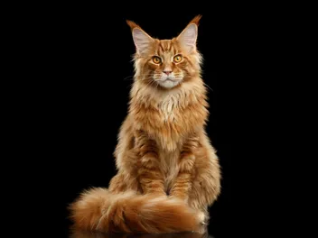 Maine Coon Cat Breed Info: Pictures, Info, Temperament & Traits