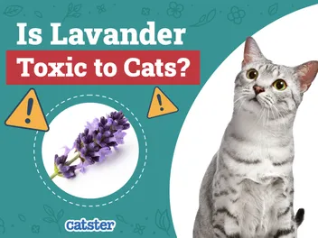 Is Lavender Toxic to Cats? Vet-Reviewed Important Facts & FAQ