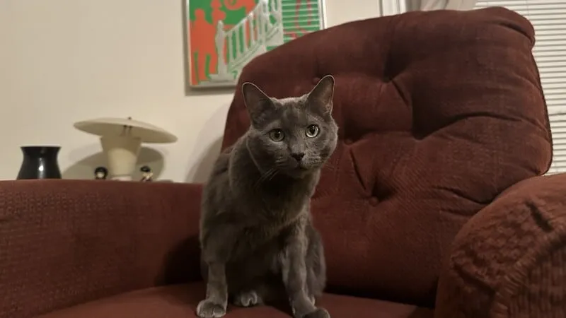 Did I hear you say chicken was tonight's entree?