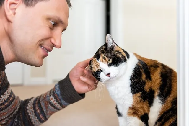 How to Get a Cat to Come to You When Called: 7 Vet-Approved Steps