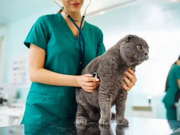 International Day of Veterinary Medicine 2026: History, Significance & More