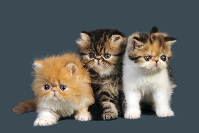 Persian Kittens For Sale in Pennsylvania: Breeders List 2026