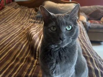 Does Your Cat Act Like Dr. Jekyll and Mr. Hyde? Christopher's Does!