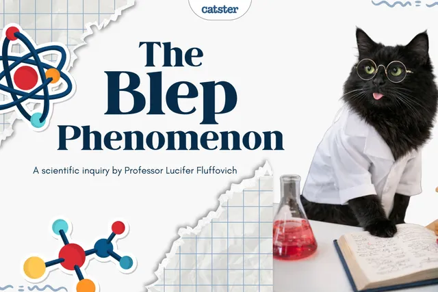 A Scientific Inquiry into the Phenomenon of the “Blep”