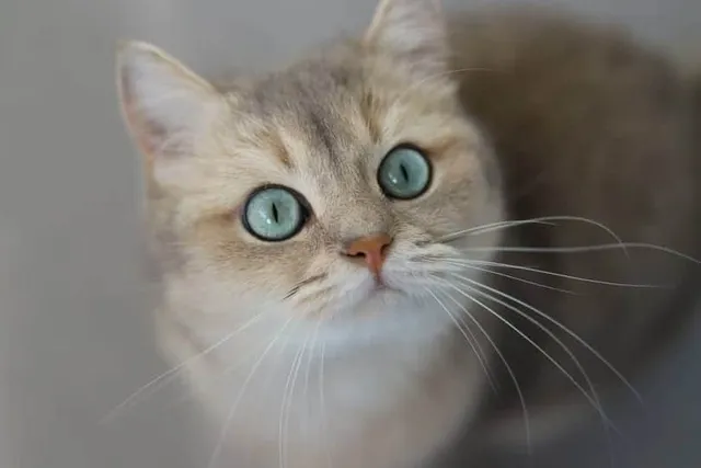 How Many Eyelids Do Cats Have? Vet-Reviewed Facts & FAQ (With Infographic)