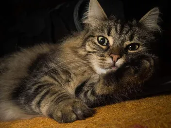 Why Is My Cat Quiet Suddenly? 5 Vet-Reviewed Reasons