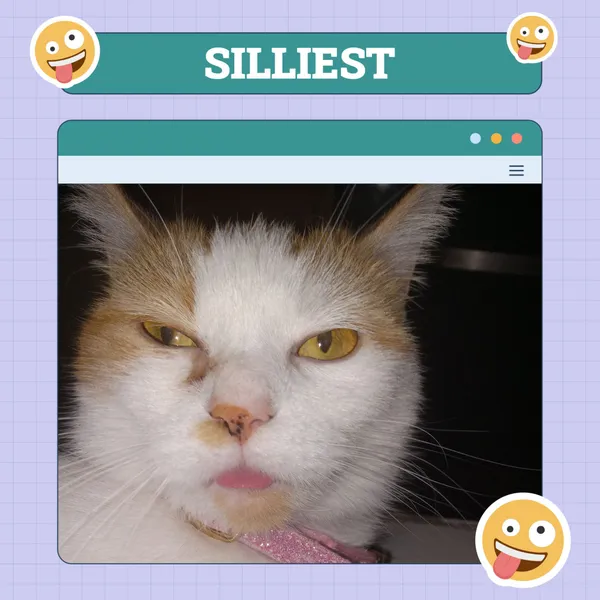 Catster_Silliest