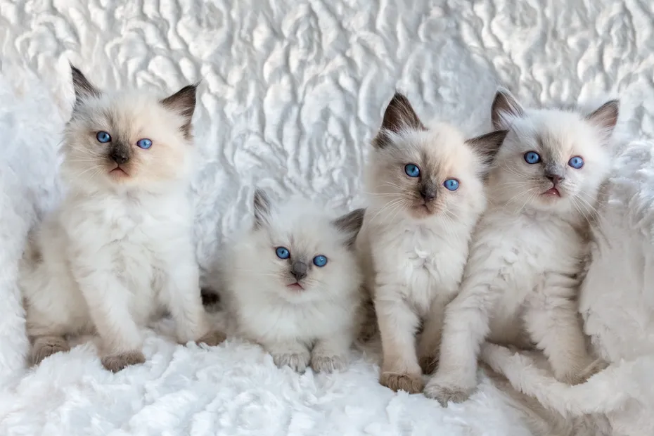 four ragdoll kittens