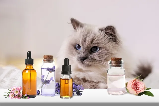 What Essential Oils Are Safe to Diffuse Around Cats? Vet-Reviewed Facts