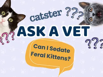 Ask Dr. Paola – HELP! Can I Sedate Feral Kittens? (August 24, 2026)