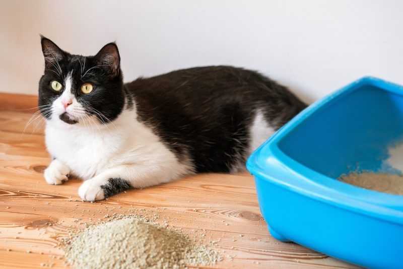 Why Do I Need to Clean My Cat's Litter Box? 10 Vet Reviewed Reasons & Cleaning Tips